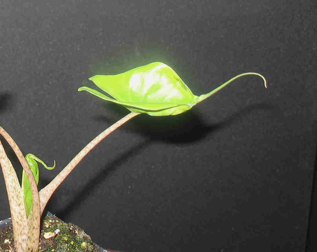 Alocasia Stingray